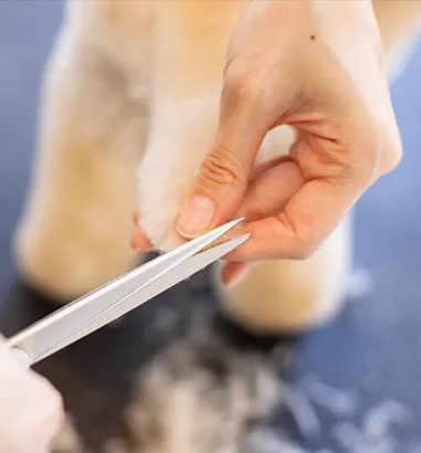 皮膚や被毛の状態に合わせた丁寧なケア